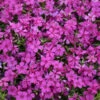 Mountainside™ 'Majestic Magenta' Phlox -Greatgardenplants mountainside majestic magenta phlox 2