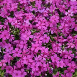 Mountainside™ 'Majestic Magenta' Phlox