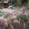 Pink Muhly Grass