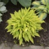 'Munchkin Fire' Hosta -Greatgardenplants munchkin fire hosta 1