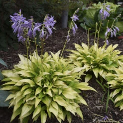 'Munchkin Fire' Hosta -Greatgardenplants munchkin fire hosta 4