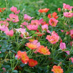 Oso Easy® Hot Paprika® Rose -Greatgardenplants oso easy hot paprika rose 10