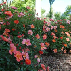 Oso Easy® Hot Paprika® Rose -Greatgardenplants oso easy hot paprika rose 11