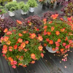 Oso Easy® Hot Paprika® Rose -Greatgardenplants oso easy hot paprika rose 4