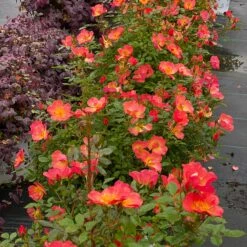 Oso Easy® Hot Paprika® Rose -Greatgardenplants oso easy hot paprika rose 5