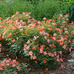Oso Easy® Hot Paprika® Rose -Greatgardenplants oso easy hot paprika rose 6