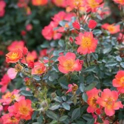 Oso Easy® Hot Paprika® Rose -Greatgardenplants oso easy hot paprika rose 9