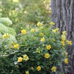 Oso Easy Lemon Zest® Rose -Greatgardenplants oso easy lemon zest rose 6