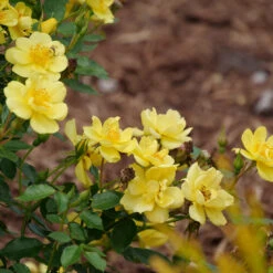 Oso Easy Lemon Zest® Rose -Greatgardenplants oso easy lemon zest rose 7