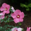 Paraplu Rouge™ Rose Of Sharon -Greatgardenplants paraplurouge roseofsharon hibiscus 1