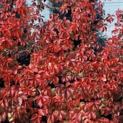 Red Wall® Virginia Creeper -Greatgardenplants parthenocissus red wall virginia creeper 4
