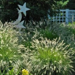 'Hameln' Fountain Grass -Greatgardenplants pennisetum hameln dwarf fountain grass 4 sw
