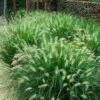 'Hameln' Fountain Grass
