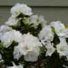 Perfecto Mundo® Double White Reblooming Azalea -Greatgardenplants perfecto mundo double white reblooming azalea 1