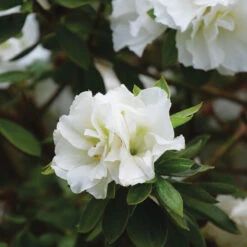 Perfecto Mundo® Double White Reblooming Azalea -Greatgardenplants perfecto mundo double white reblooming azalea 3