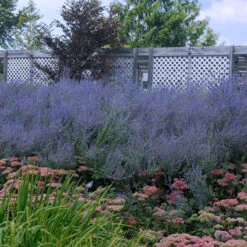 Russian Sage -Greatgardenplants perovskia atriplicifolia russian sage 5