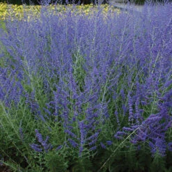 Deer & Rabbit Resistant Perennials Collection -Greatgardenplants perovskia atriplicifolia russian sage 6 bf16f52f abfc 404b afc3 fbe3f0445e3e