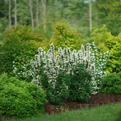 Illuminati Tower® Mock Orange -Greatgardenplants philadelphus illuminati tower 3