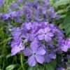 'Blue Moon' Woodland Phlox -Greatgardenplants phlox divaricata blue moon 2