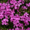 'Magenta Sprite' Hybrid Spring Phlox -Greatgardenplants phlox magenta sprite 1