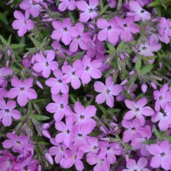 'Rose Sprite' Hybrid Spring Phlox -Greatgardenplants phlox rose sprite 1