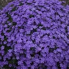 Mountainside™ 'Crater Lake' Phlox -Greatgardenplants phlox crater lake cjw18