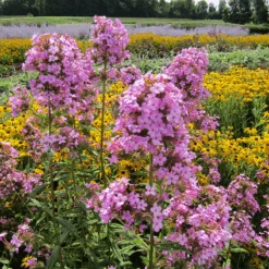 'Jeana' Tall Garden Phlox -Greatgardenplants phloxjeanaingarden