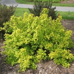 Festivus Gold® Ninebark -Greatgardenplants physocarpus festivus gold 2 sw