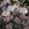 Tiny Wine® Ninebark -Greatgardenplants physocarpus tiny wine 1