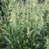 'Pixie Fountain' Tufted Hair Grass -Greatgardenplants pixie fountain tufted hair grass 1