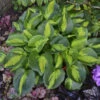 'Pocketful Of Sunshine' Hosta -Greatgardenplants pocket full of sunshine hosta