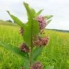 Prairie Milkweed -Greatgardenplants prairie milkweed 1
