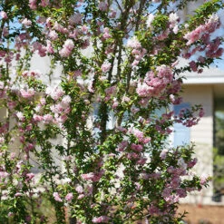 Zuzu® Flowering Cherry Shrub -Greatgardenplants prunus zuzu 5 P