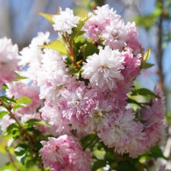 Zuzu® Flowering Cherry Shrub