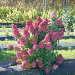 Quick Fire Fab® Panicle Hydrangea 10 Quick Fire Fab® Panicle Hydrangea -Greatgardenplants quick fire fab panicle hydrangea 1
