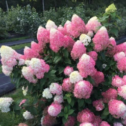 Quick Fire Fab® Panicle Hydrangea 11 Quick Fire Fab® Panicle Hydrangea -Greatgardenplants quick fire fab panicle hydrangea 2