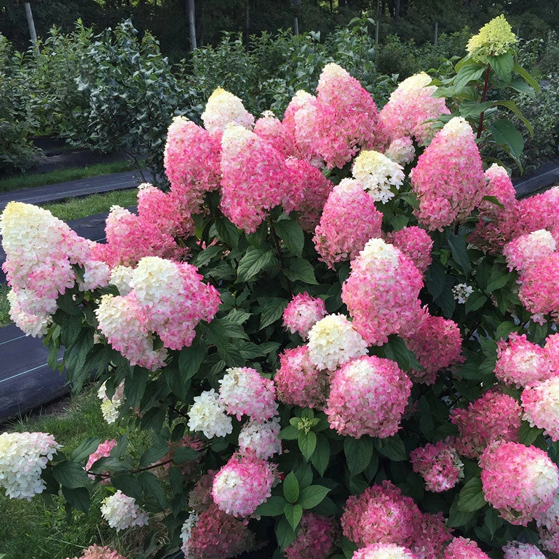 Quick Fire Fab® Panicle Hydrangea 6 Quick Fire Fab® Panicle Hydrangea - Image 4