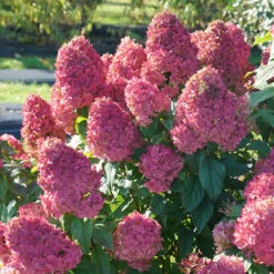 Quick Fire Fab® Panicle Hydrangea 12 Quick Fire Fab® Panicle Hydrangea -Greatgardenplants quick fire fab panicle hydrangea 3