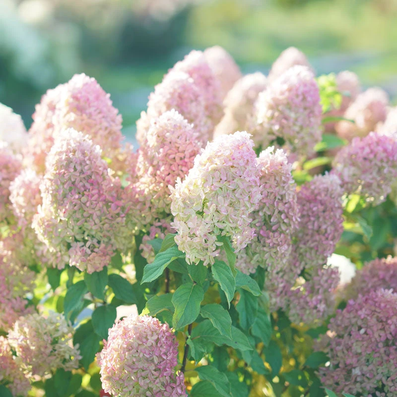 Quick Fire Fab® Panicle Hydrangea 3 Quick Fire Fab® Panicle Hydrangea