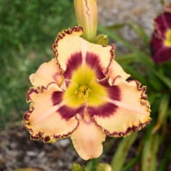 Rainbow Rhythm® 'King Of The Ages' Daylily -Greatgardenplants rainbow rhythm king of the ages daylily 2
