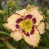 Rainbow Rhythm® 'King Of The Ages' Daylily -Greatgardenplants rainbow rhythm king of the ages daylily 3
