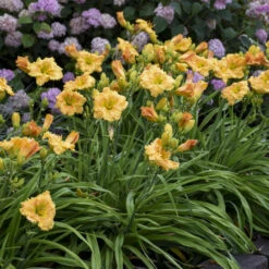 Rainbow Rhythm® 'Orange Smoothie' Daylily -Greatgardenplants rainbow rhythm orange smoothie daylily 3