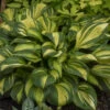 'Rainbow's End' Hosta -Greatgardenplants rainbows end hosta 1
