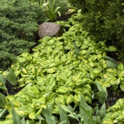 'Rainbow's End' Hosta -Greatgardenplants rainbows end hosta 3