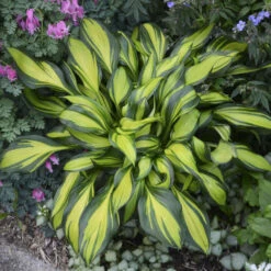 'Rainbow's End' Hosta -Greatgardenplants rainbows end hosta 5