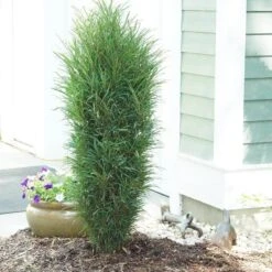 Fine Line® Improved Rhamnus -Greatgardenplants rhamnus fine line improved 3 sw