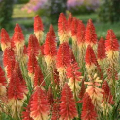 Pyromania™ 'Rockets Red Glare' Red Hot Poker -Greatgardenplants rockets red glare red hot poker 2