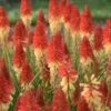 Pyromania™ 'Rockets Red Glare' Red Hot Poker -Greatgardenplants rockets red glare red hot poker 3