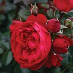 Florentina™ Climbing Rose -Greatgardenplants rosa florentina 3 P sw