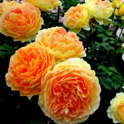 Climbing Rose Collection -Greatgardenplants rosa garden sun 2